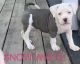 American Bully Puppies for sale in Shinnston, WV 26431, USA. price: $1,500