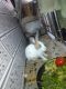 American Chinchilla Rabbits for sale in Saki Naka, Mumbai, Maharashtra, India. price: 400 INR