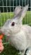 American Chinchilla Rabbits for sale in Garner, NC, USA. price: $50