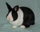 American Chinchilla Rabbits for sale in Vancouver Ave, Toronto, ON M4L, Canada. price: NA