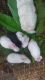 American Chinchilla Rabbits for sale in Vellamadam, Tamil Nadu 629302, India. price: 300 INR
