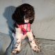 American Cocker Spaniel Puppies for sale in Stoughton, WI 53589, USA. price: NA