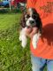 American Cocker Spaniel Puppies for sale in Hicksville, NY, USA. price: $1,700