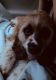 American Cocker Spaniel Puppies for sale in Plainview, NY, USA. price: $2,100