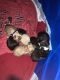American Cocker Spaniel Puppies for sale in Snellville, GA 30039, USA. price: $2,500