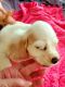 American Cocker Spaniel Puppies for sale in Grovetown, GA 30813, USA. price: $120,000
