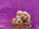 American Cocker Spaniel Puppies for sale in Chennai, Tamil Nadu, India. price: 25000 INR