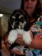 American Cocker Spaniel Puppies for sale in Staten Island, NY, USA. price: NA