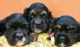 American Cocker Spaniel Puppies for sale in Taunton, MA 02780, USA. price: NA