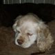 American Cocker Spaniel Puppies for sale in Gainesville, FL, USA. price: NA