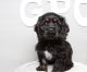 American Cocker Spaniel Puppies for sale in Florida St, San Francisco, CA, USA. price: NA