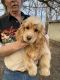 American Cocker Spaniel Puppies for sale in Butler, MO 64730, USA. price: NA