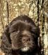 American Cocker Spaniel Puppies for sale in Defuniak Springs, FL, USA. price: NA