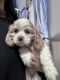 American Cocker Spaniel Puppies for sale in Victorville, CA, USA. price: NA