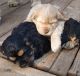 American Cocker Spaniel Puppies for sale in Iosco County, MI, USA. price: NA