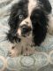 American Cocker Spaniel Puppies for sale in Fountain, CO, USA. price: $300