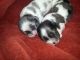 American Cocker Spaniel Puppies for sale in Jefferson, WI 53549, USA. price: NA
