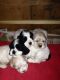 American Cocker Spaniel Puppies for sale in Springfield, MA, USA. price: NA