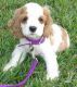 American Cocker Spaniel Puppies for sale in Denver, CO, USA. price: NA