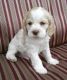American Cocker Spaniel Puppies for sale in Denver, CO, USA. price: $450