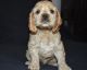 American Cocker Spaniel Puppies for sale in Florence St, Denver, CO, USA. price: $600