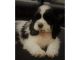 American Cocker Spaniel Puppies for sale in NEW New Paltz Plaza, New Paltz, NY 12561, USA. price: NA