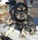 American Cocker Spaniel Puppies for sale in Denver, CO, USA. price: $400