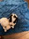 American Cocker Spaniel Puppies for sale in Grovetown, GA 30813, USA. price: $1,000