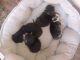 American Curl Cats for sale in 2012 W Hasan Dr, Phoenix, AZ 85041, USA. price: NA