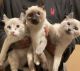 American Curl Cats for sale in Riverside, CA, USA. price: NA