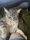 American Curl Cats for sale in Arvada, CO, USA. price: NA