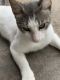 American Curl Cats for sale in Tampa, FL 33610, USA. price: NA