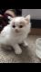 American Curl Cats for sale in 314 Bell Ave, McKees Rocks, PA 15136, USA. price: NA