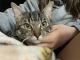American Curl Cats for sale in St. George, UT, USA. price: NA