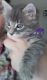 American Curl Cats for sale in Orlando, FL 32822, USA. price: NA
