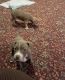 American English Coonhound Puppies for sale in Birmingham, AL, USA. price: $400