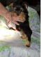 American English Coonhound Puppies for sale in Orlando, FL, USA. price: $1,500