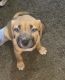 American English Coonhound Puppies for sale in Allendale Charter Twp, MI, USA. price: $850