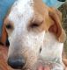 American English Coonhound Puppies for sale in Carlsbad, CA, USA. price: $400