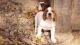 American English Coonhound Puppies for sale in Arden, DE 19810, USA. price: $500