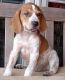 American English Coonhound Puppies for sale in Dallas, TX, USA. price: $500