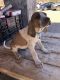 American English Coonhound Puppies