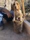 American English Coonhound Puppies for sale in Rio Rico, AZ 85648, USA. price: $350