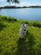 American Eskimo Dog Puppies for sale in Orlando, FL, USA. price: NA