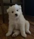 American Eskimo Dog Puppies for sale in Falls Church, VA, USA. price: $600