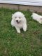 American Eskimo Dog Puppies for sale in Texas City, TX, USA. price: NA