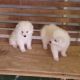 American Eskimo Dog Puppies for sale in 32 W Rawhide Ave, Gilbert, AZ 85233, USA. price: NA