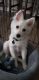 American Eskimo Dog Puppies for sale in Lakewood, CO, USA. price: NA