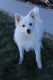 American Eskimo Dog Puppies for sale in Alamosa, CO 81101, USA. price: NA