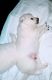 American Eskimo Dog Puppies for sale in Norfolk, VA, USA. price: $500
